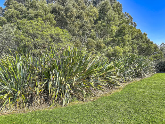 Harakeke Flax Plants at Harakeke Retreat