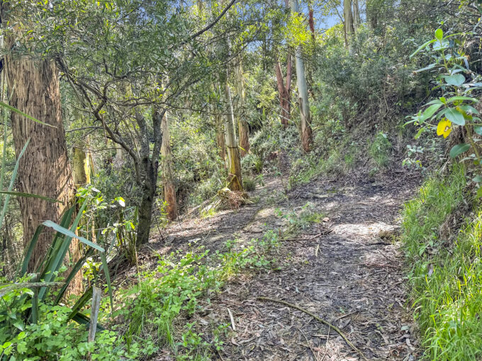 Harakeke Retreat Bush Track